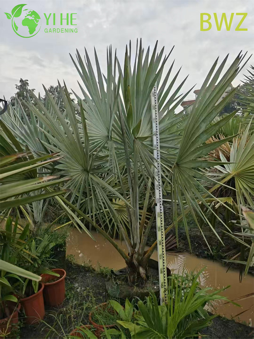 Venta al por mayor para paisajismo al aire libre, decoraci&oacute;n de jardines y proyectos comerciales