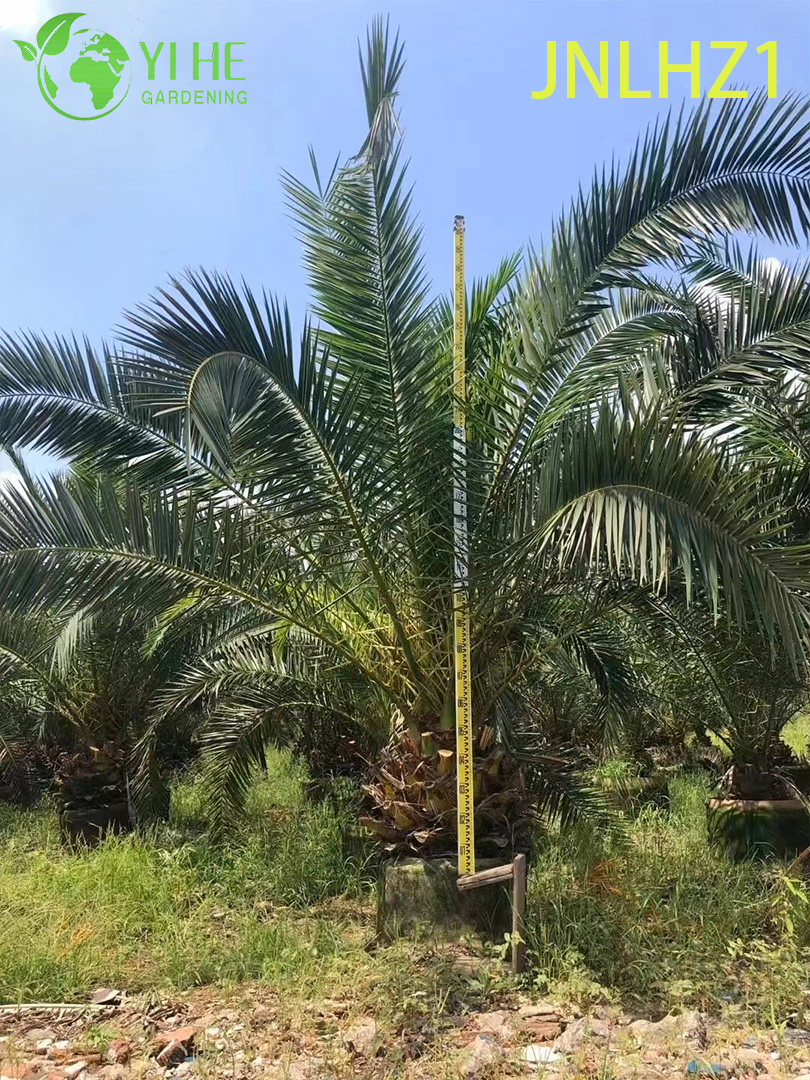 Kanarische Dattelpalme (Phoenix Canariensis) im Gro&szlig;handel – gro&szlig;e, winterharte Palmen