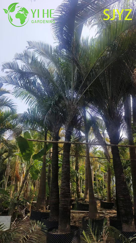 Palma Triangular (Dypsis Decaryi) Al Por Mayor - Palmas Ornamentales De Hoja Perenne