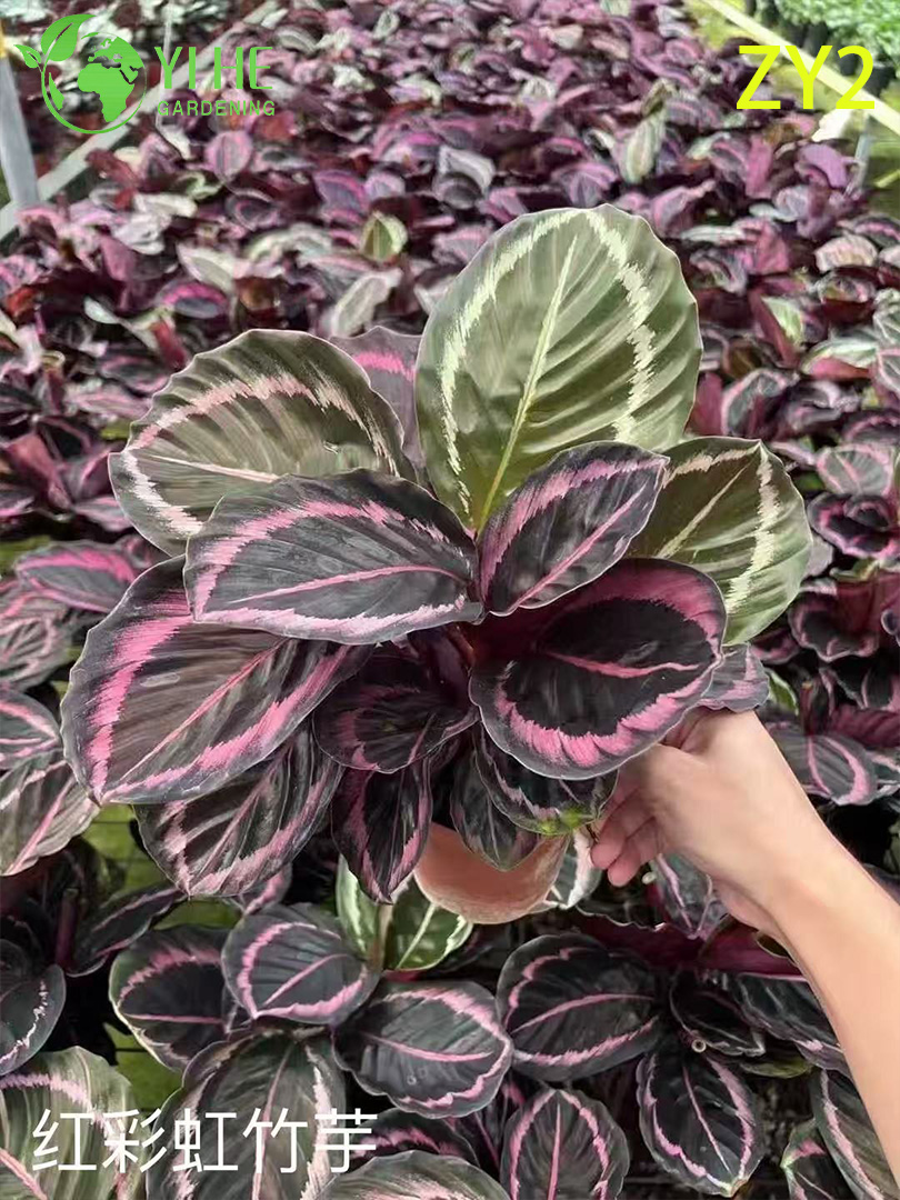 Plantas de Calathea tropicales premium para exportaci&oacute;n al por mayor - Follaje decorativo de interior