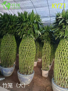 Vente en gros de plantes en pot Lucky Bamboo Dracaena pour la décoration intérieure et les cadeaux