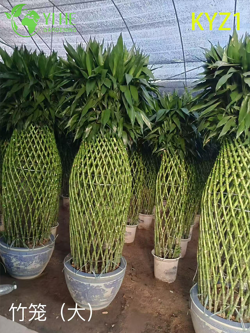 Venta al por mayor de plantas en maceta Lucky Bamboo Dracaena para decoración de interiores y regalos