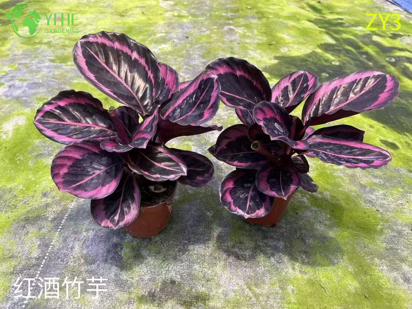심은 하와이 야자(Pritchardia gaudichaudii), 열대 상록수 실내/실외 장식 식물