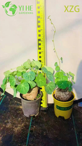 屋内多肉植物の装飾とコレクション用の卸売ディオスコレア エレファンティペスの鉢植え