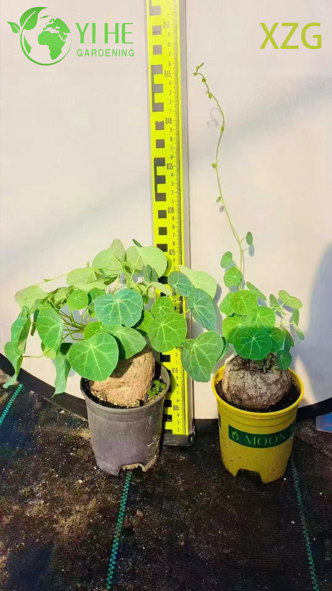 Venta al por mayor de plantas en macetas Dioscorea Elephantipes para decoraci&oacute;n y colecci&oacute;n de suculentas de interior