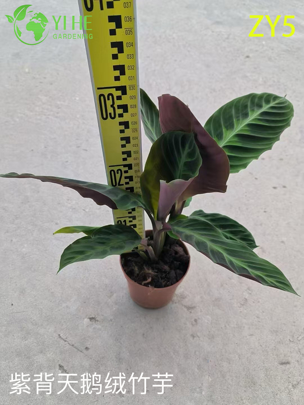 Premium Toptan Calathea Bitkileri - İ&ccedil; Mekan/Dış Mekan Dekorasyonu i&ccedil;in Tropikal Yeşillik