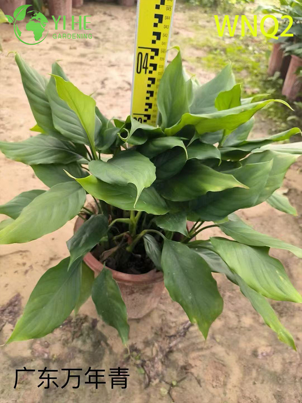 Piante di Aglaonema all'ingrosso - Fogliame tropicale resistente per la decorazione di interni