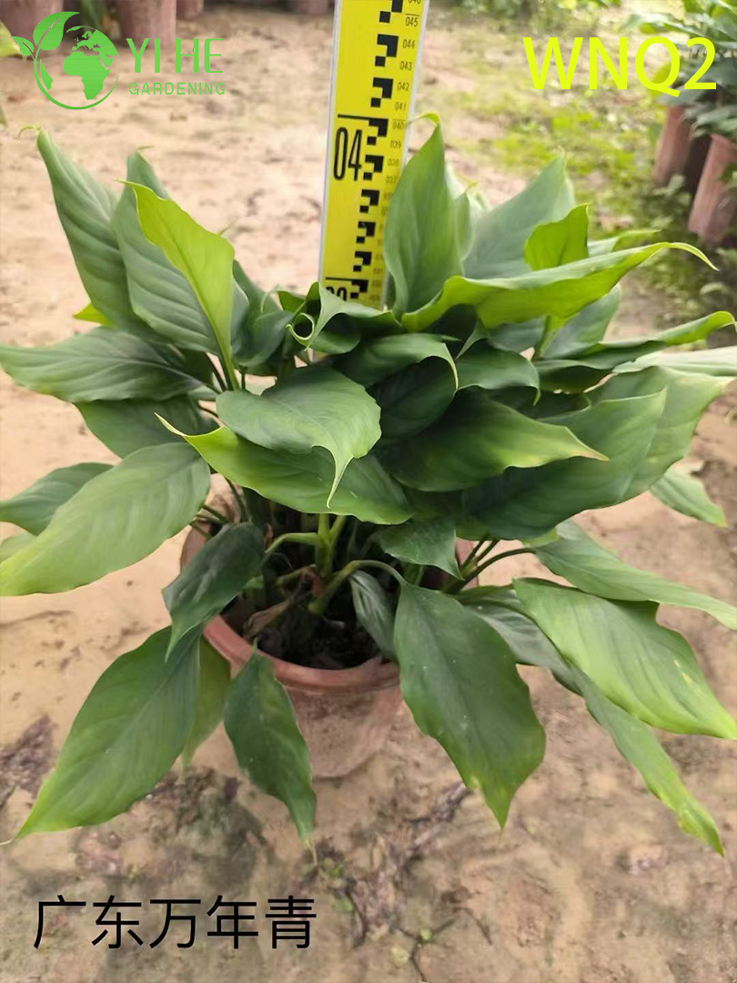 Piante di Aglaonema all'ingrosso - Fogliame tropicale resistente per la decorazione di interni