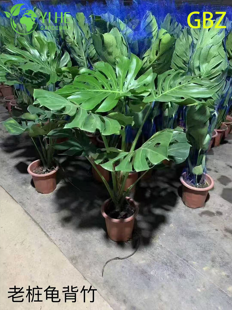 Groothandel Monstera Deliciosa potplanten voor binnendecoratie met groot blad