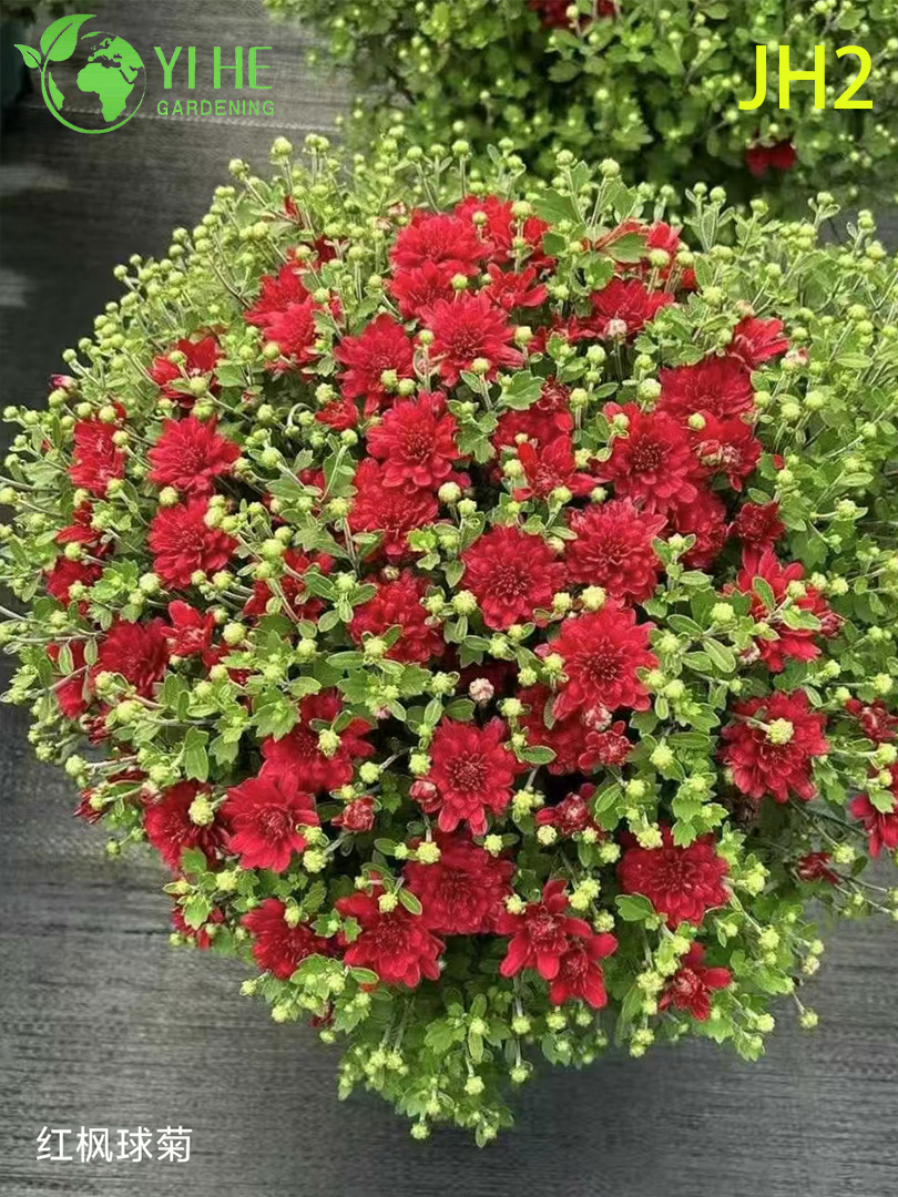 Fiori di crisantemo all'ingrosso - Piante ornamentali in vaso colorate appena tagliate