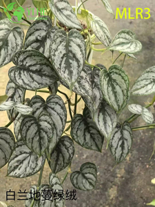 Оптовые тропические растения филодендрон для внутренней и наружной отделки