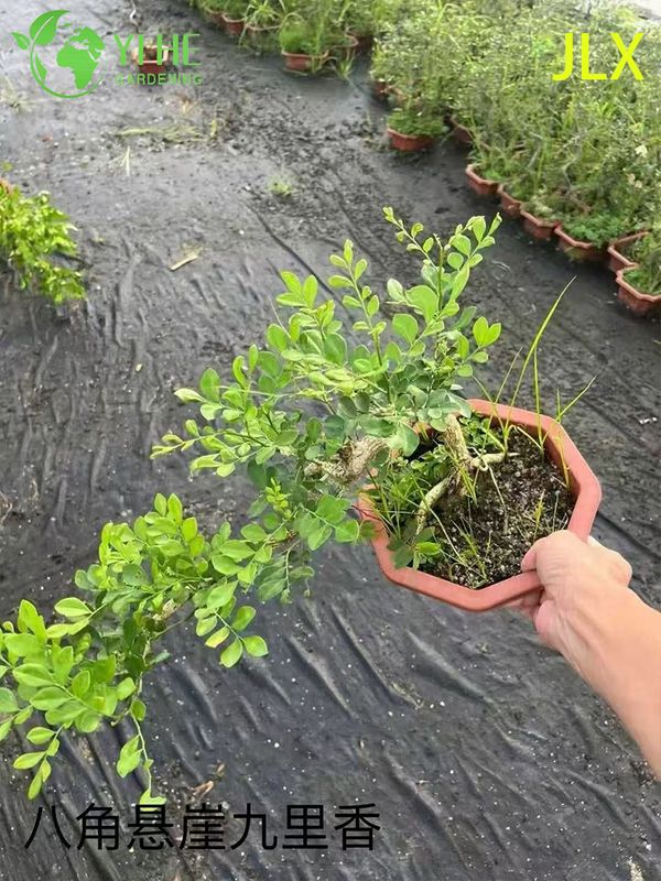 نباتات Murraya Paniculata المُحفوظة بوعاء للبيع بالجملة لتزيين الزهور العطرة في الأماكن المغلقة والخارجية