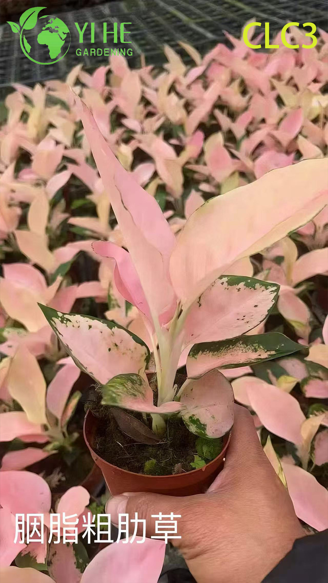 Piante tropicali di Aglaonema all'ingrosso per la decorazione di interni e l'abbellimento