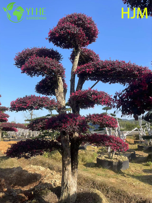 Декоративный горшечный Loropetalum chinense var. рубрум для экспортного завода