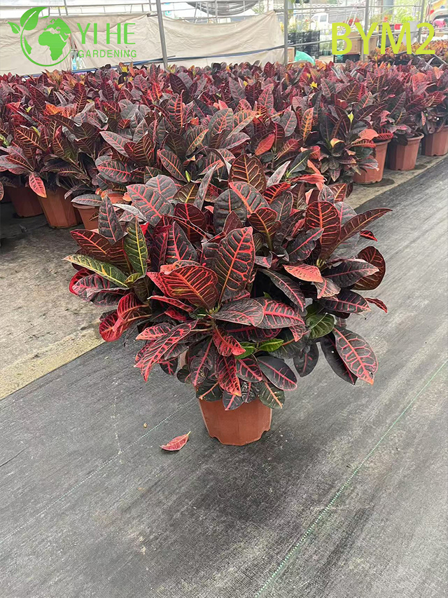 B&aacute;n bu&ocirc;n c&acirc;y ti&ecirc;u chuẩn Croton lớn cho c&acirc;y cảnh trang tr&iacute; s&agrave;n v&agrave; cảnh quan