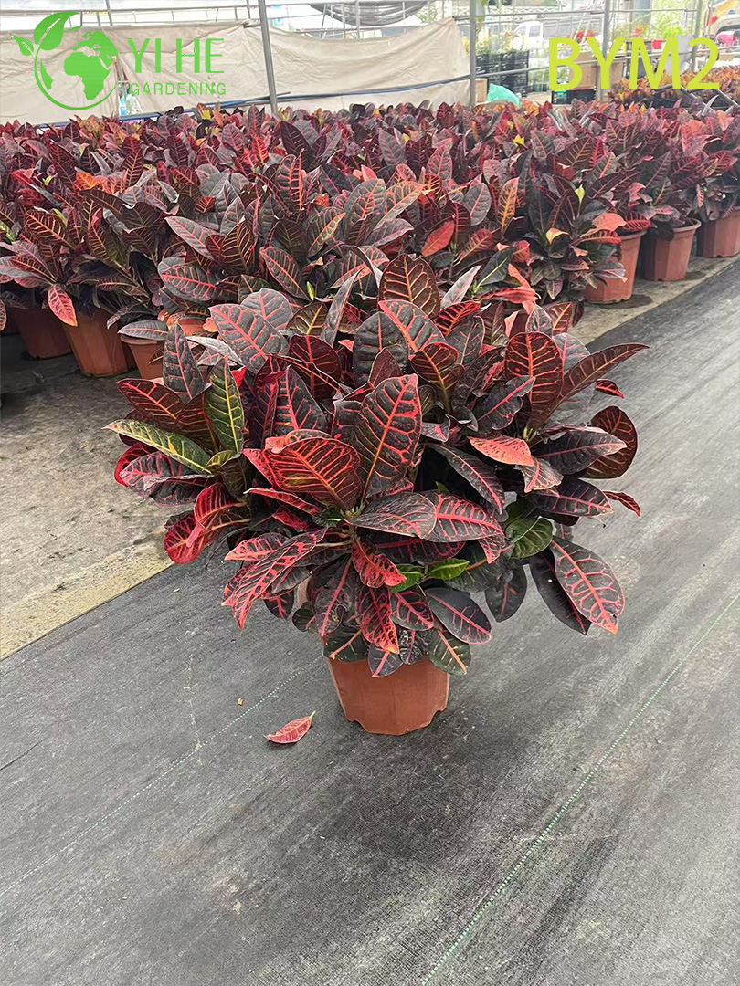 &Aacute;rbol est&aacute;ndar de Croton grande al por mayor para bons&aacute;i de decoraci&oacute;n de suelo y paisaje