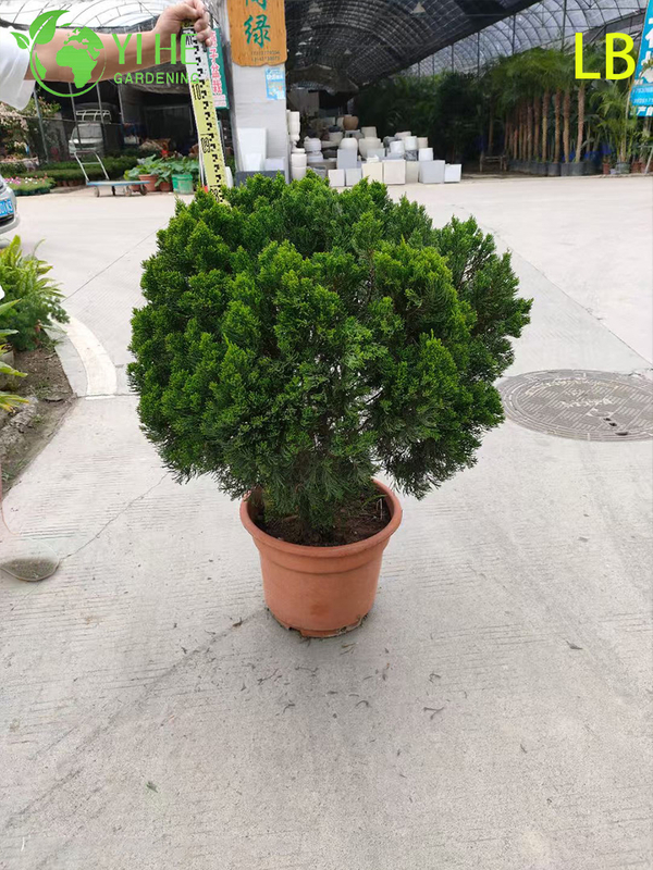 Bonsai ornamentale maturo Sabina chinensis (Kaizuca) per la decorazione del giardino