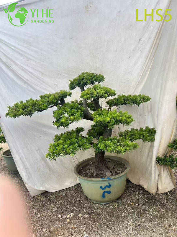 Oryantal - Peyzaj Sanatı i&ccedil;in Tarz Katmanlı Podocarpus Bonsai