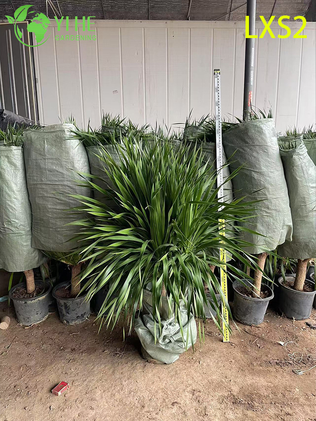 Dracaena draco ornamental multiramificada para decoraci&oacute;n interior y exterior