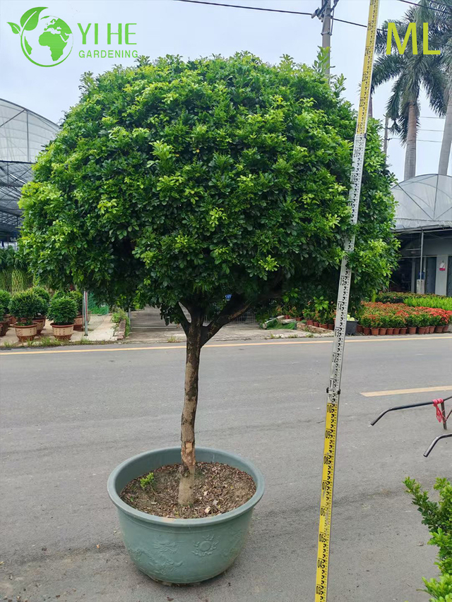 Duftender Aglaia Odorata Bonsai f&uuml;r die Innendekoration