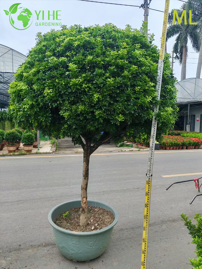 इनडोर सजावट के लिए सुगंधित एग्लिया ओडोरटा बोनसाई