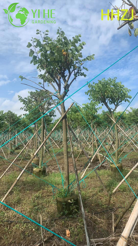 Sier Rode Bauhinia variegata Tropische bloeiende boom