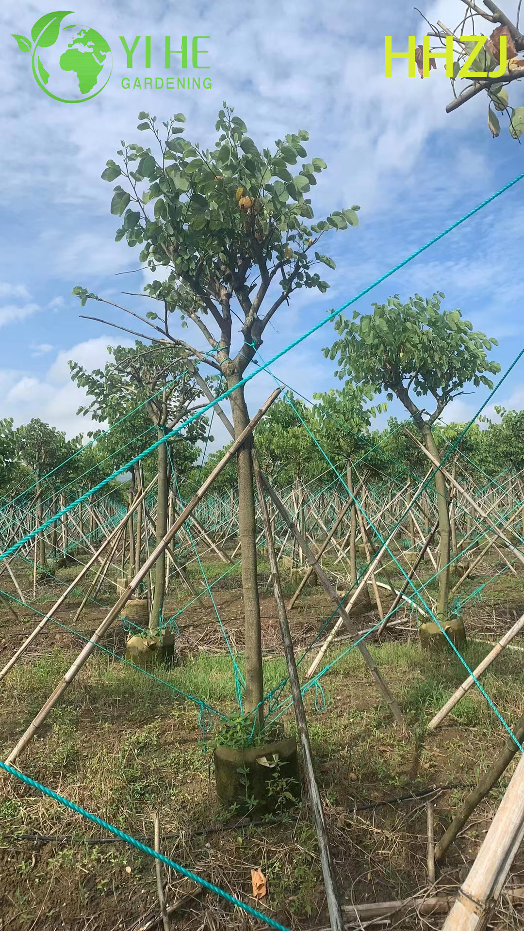 Sier Rode Bauhinia variegata Tropische bloeiende boom