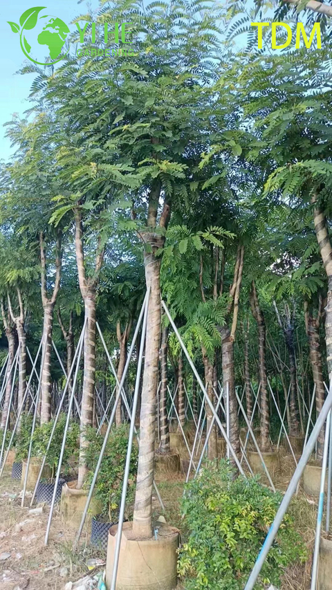 Arbre tropical ornemental Senna siamea