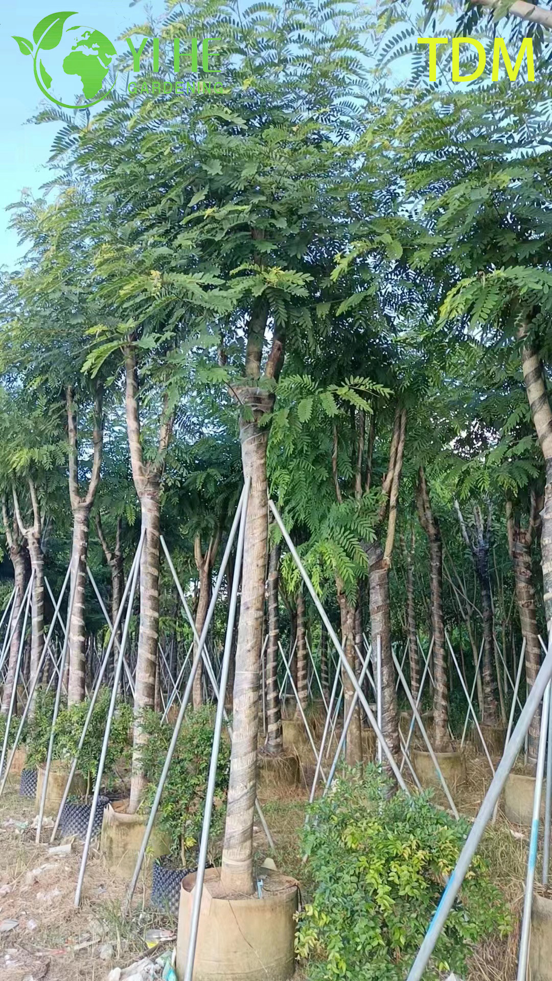 Arbre tropical ornemental Senna siamea