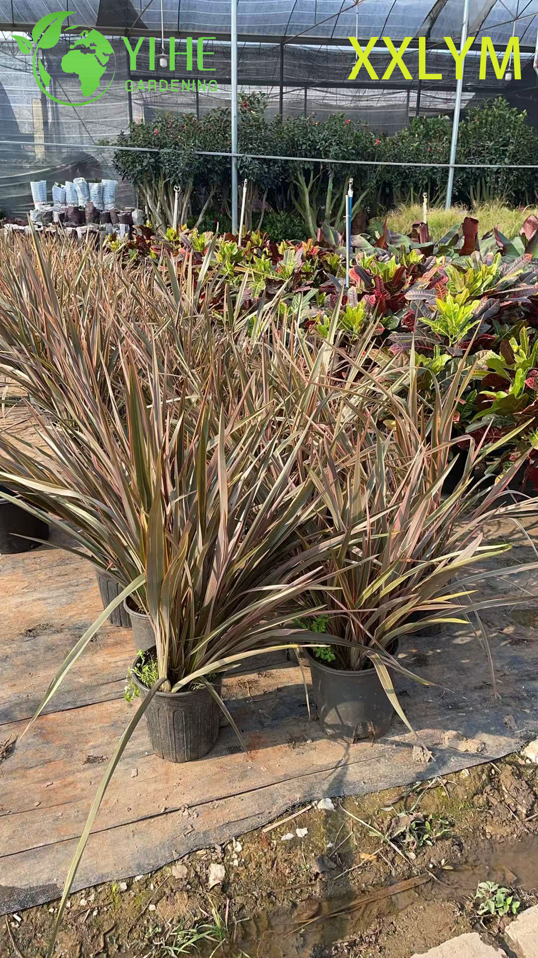 Großhandel Export Neuseeländischer Flachs Zierpflanze Immergrüne Staude Premium-Qualität