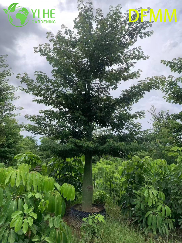 Оптовая продажа вечнозеленых декоративных деревьев Ceiba Speciosa для экспорта в сад и ландшафтный дизайн