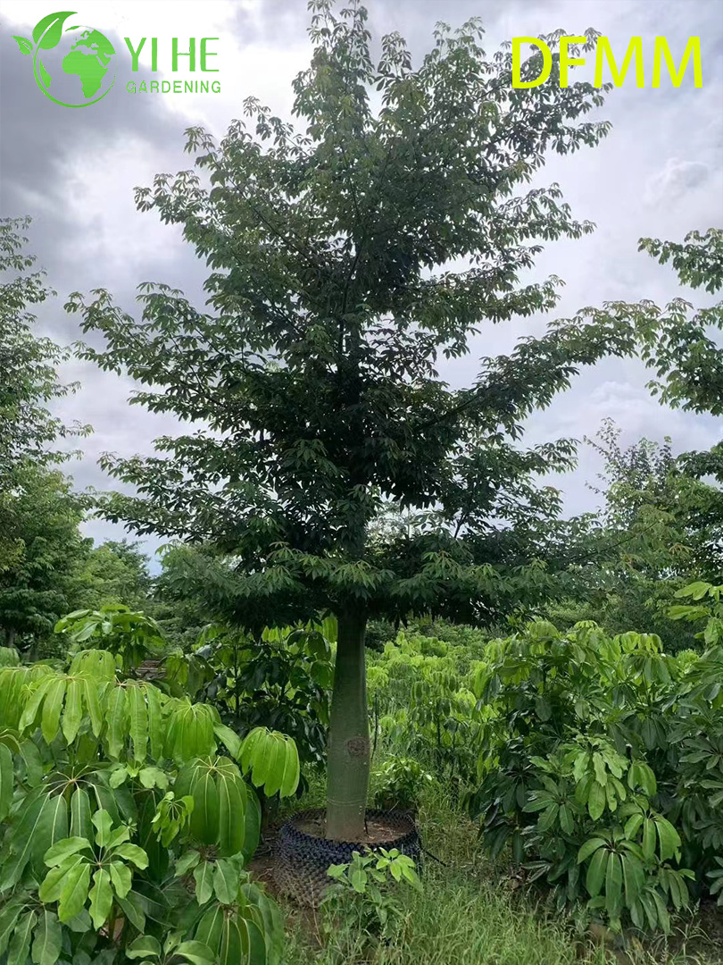 Оптовая продажа вечнозеленых декоративных деревьев Ceiba Speciosa для экспорта в сад и ландшафтный дизайн