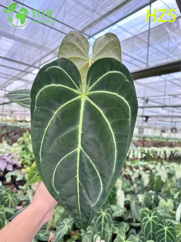 በጅምላ ወደ ውጭ ይላኩ ንጉስ/የ Anthurium ችግኞች | የትሮፒካል ጌጣጌጥ ቅጠሎች ችግኞች