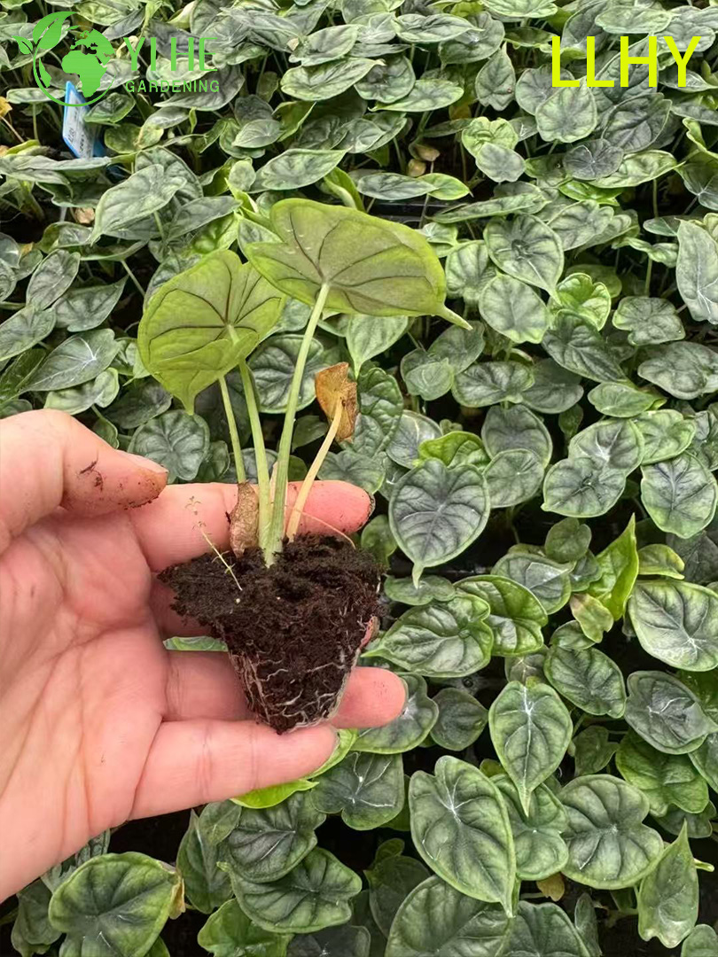 Exporta&ccedil;&atilde;o por atacado de mudas de alocasia de escama de drag&atilde;o | Mudas de Folhagem Ornamental Tropical