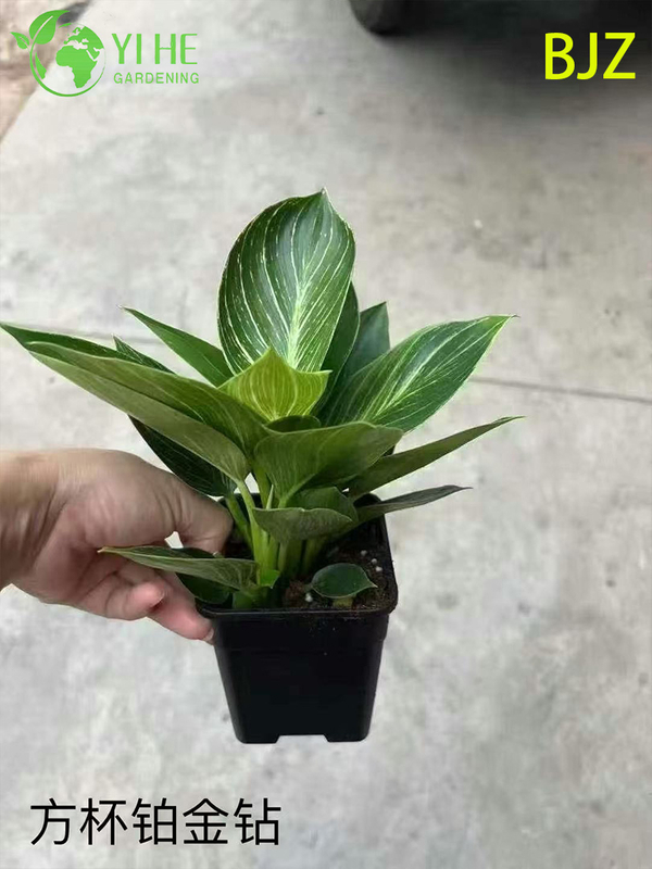 इनडोर लक्जरी पत्ते सजावट के लिए थोक प्लैटिनम डायमंड पॉटेड पौधे