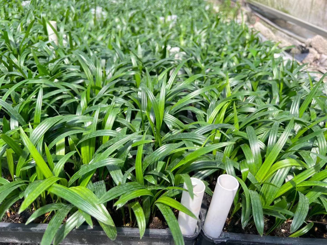 rhapis excelsa 어린 식물