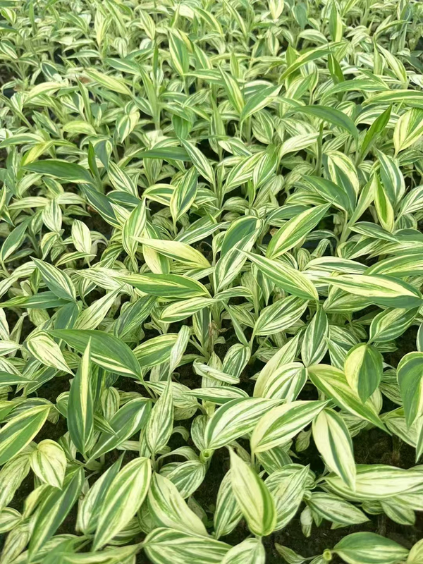 Alpinia zerumbet odmiana Variegata