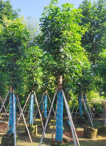 مانجيفيرا إنديكا