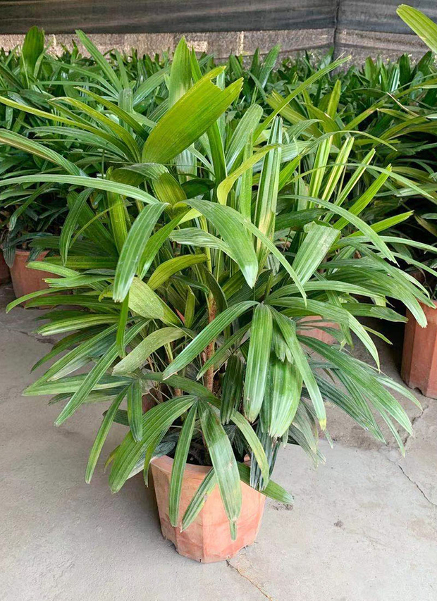 Крупнолистный бамбук