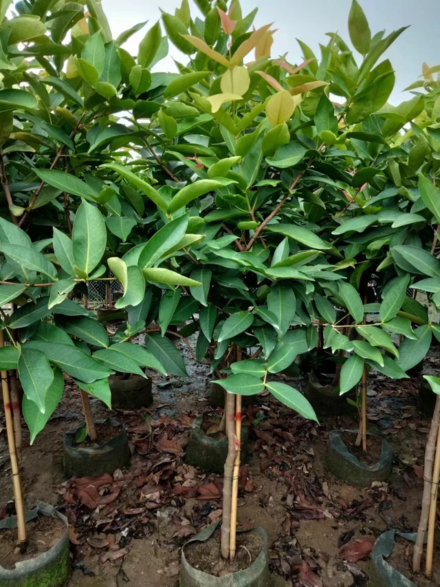 ሲዚጊየም ሳምራንሴ፣ጃምቡ አየር፣ሰም አፕል