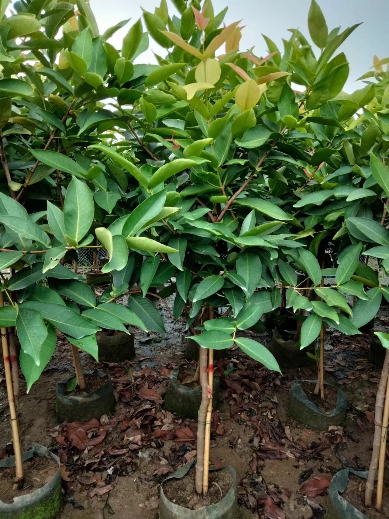Syzygium samarangense, Jambu Air, Wachsapfel
