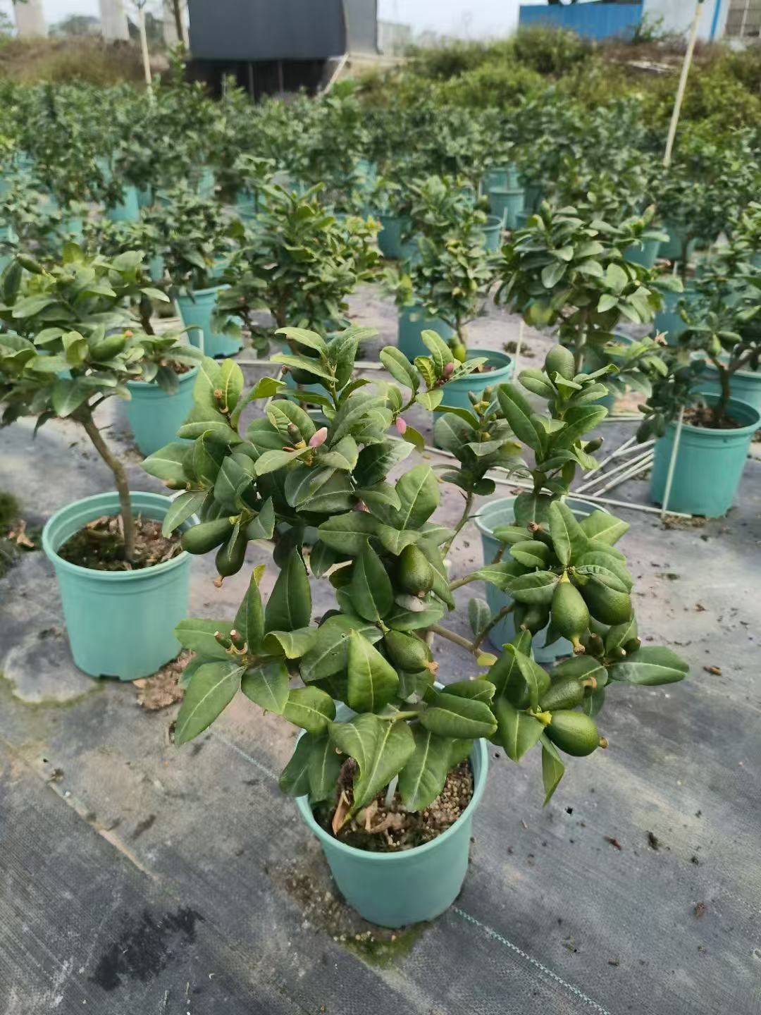 Alberi di limoni,Citrus &times; limon (Linnaeus) Osbeck