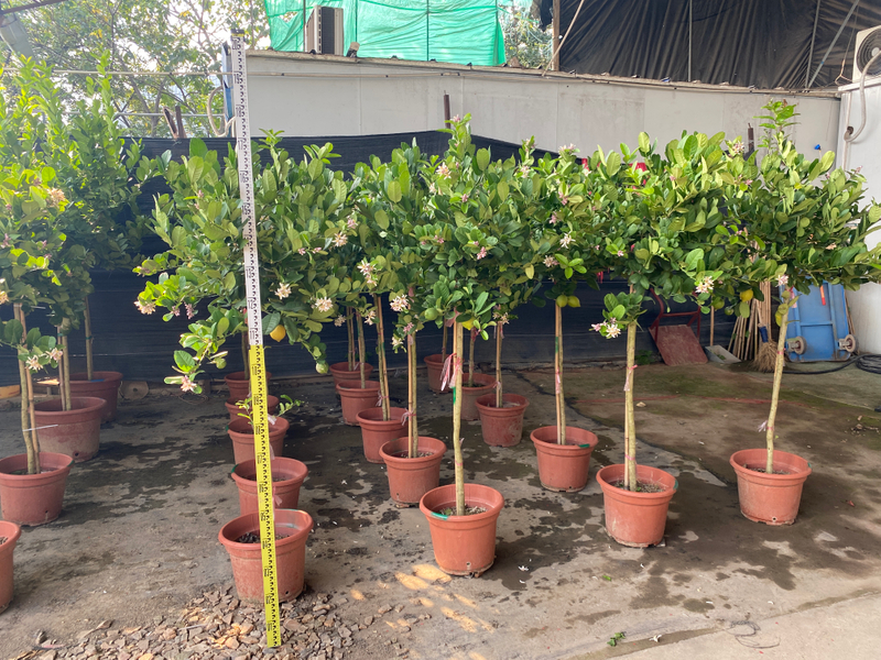 Alberi di limoni,Citrus &times; limon (Linnaeus) Osbeck