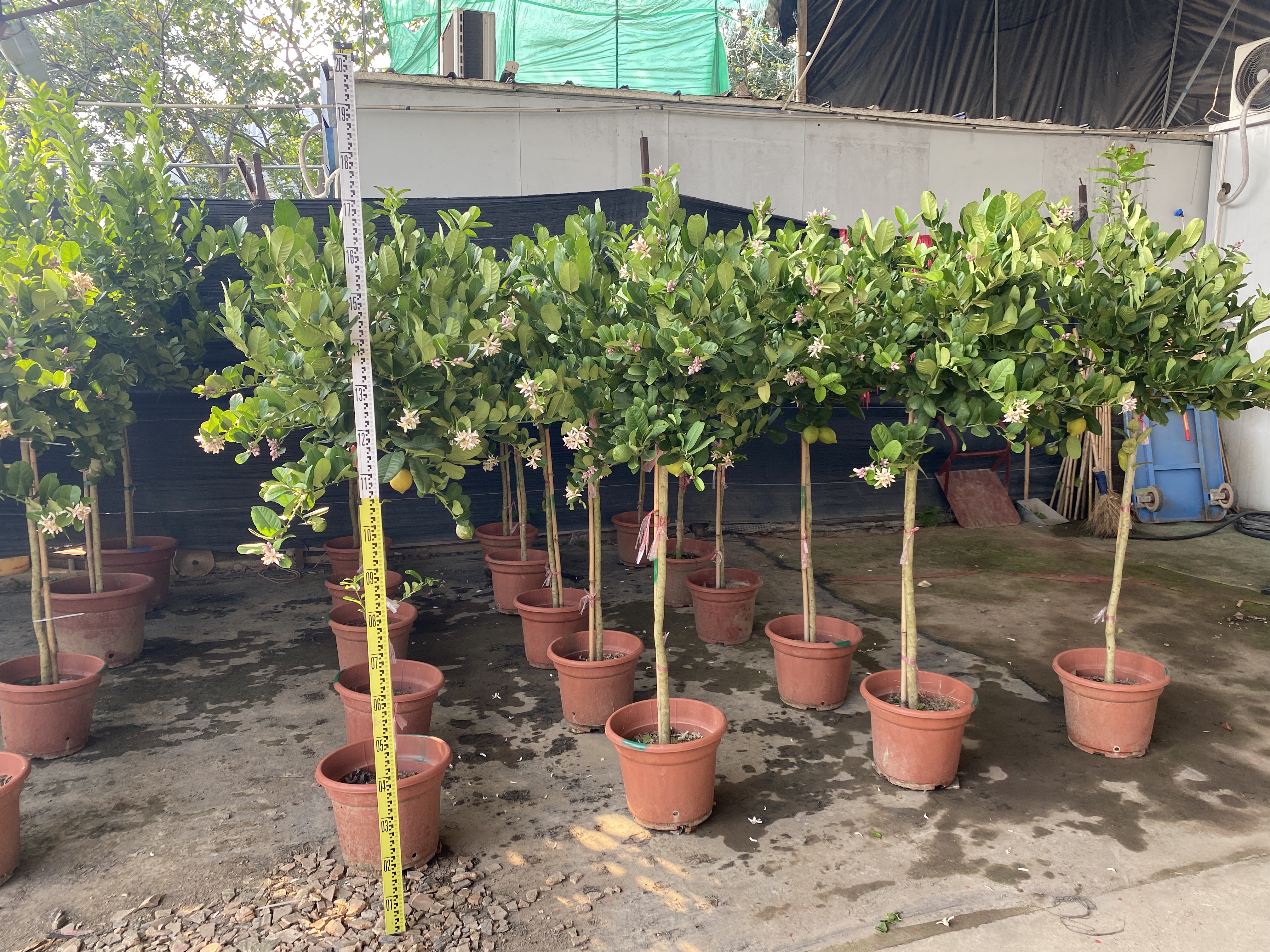 Alberi di limoni,Citrus &times; limon (Linnaeus) Osbeck