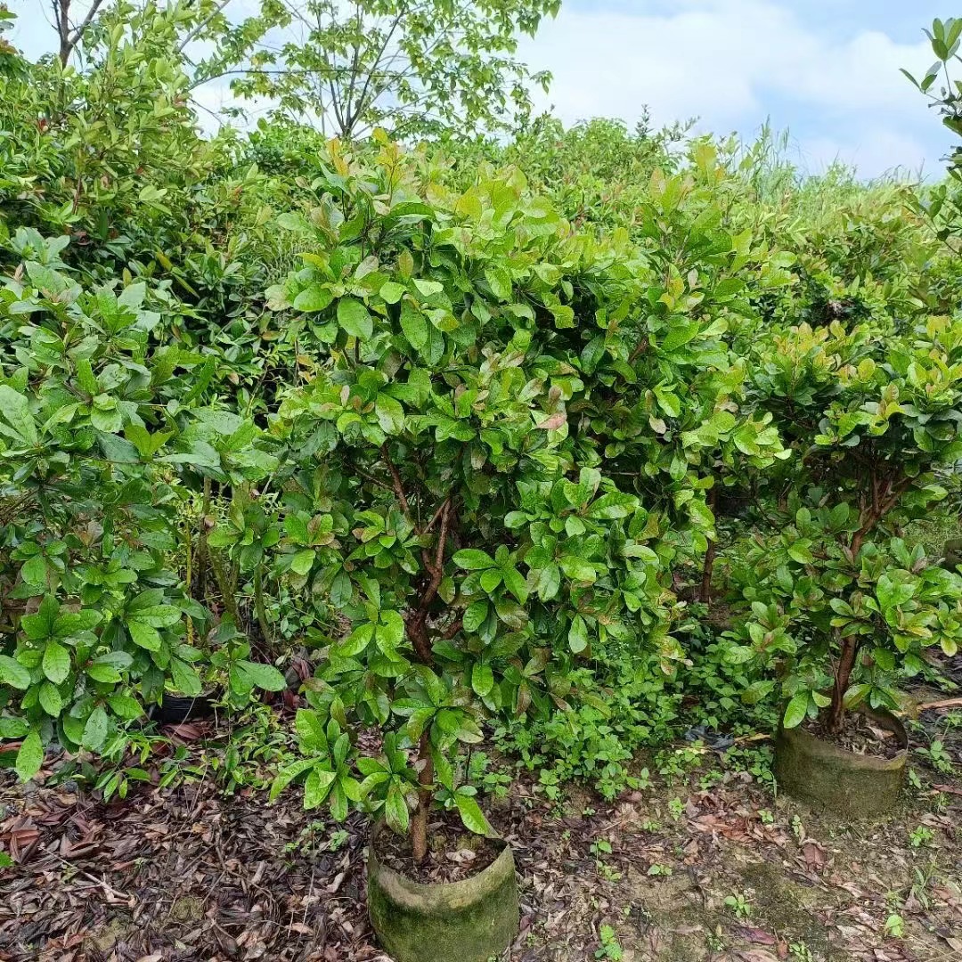 Чудо-фруктовые деревья Synsepalum dulcificum Daniell.