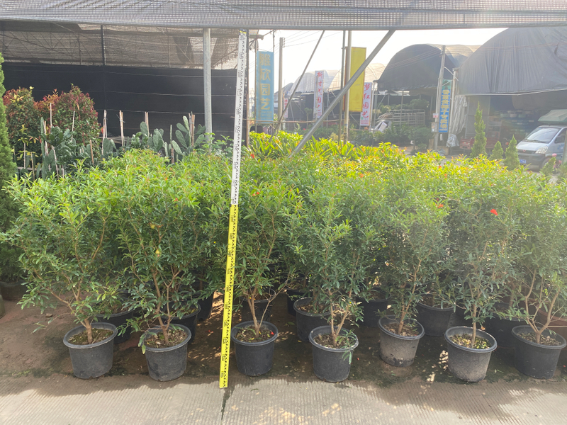 ដើមទទឹម, Punica granatum 