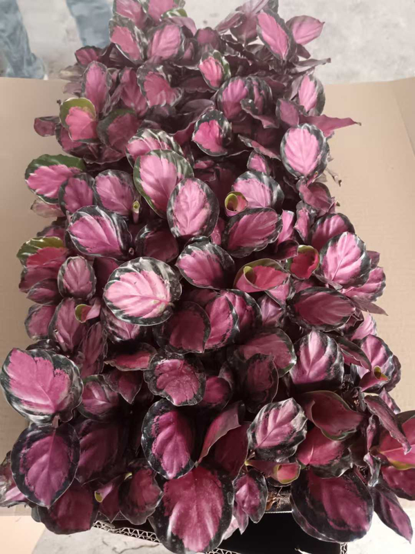 Muda da Deusa Carmesim