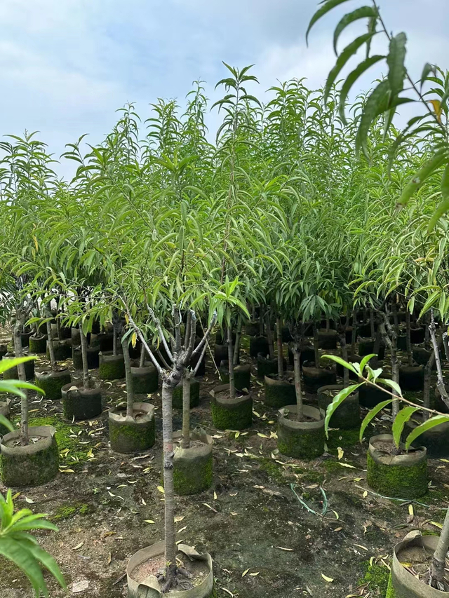 Prunus persica subsp. YingZui, una variedad de melocot&oacute;n.