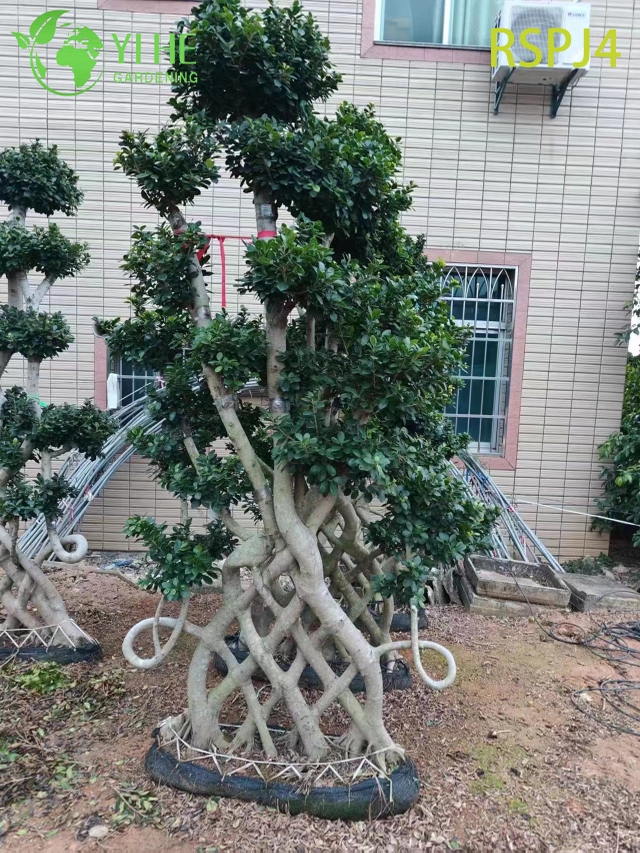 Grand ficus artistique tiss&eacute; en treillis, un bonsa&iuml; de plante d'int&eacute;rieur vivant