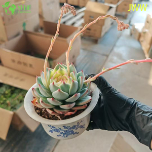 Lebende Sukkulente Echeveria Chihuahuaensis mit rosa Spitze f&uuml;r den Gro&szlig;handelsexport als Bonsai
